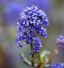 Hochstamm säckelblume blue - hochstamm,