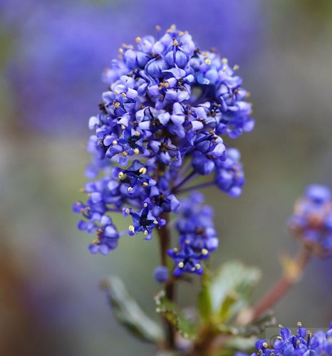 Hochstamm säckelblume blue - hochstamm,