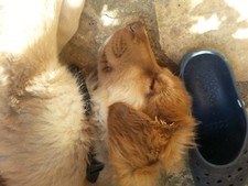 Zinn Konvolut , Becher