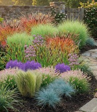 BALDUR Garten Winterhartes