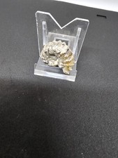 Ammonit,Madagaskar,3x2,5cm