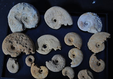15 kleinere Ammoniten aus den