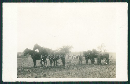 Foto pferd zugpferde - zugpferde, fuhrwerk