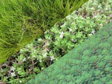 Sauerstoffpflanzen Starter Set