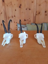 Gams, Gamstrophäe, Gamswild