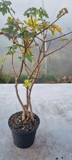 Prebonsai,  Feldahorn  , Acer campestre  im 1 Liter Topf