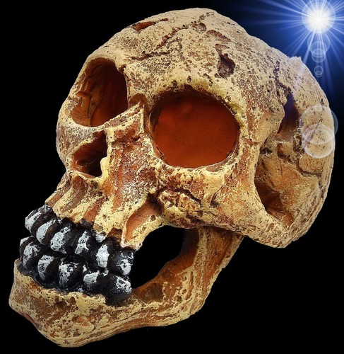 Aquarium deko totenkopf - 🍀,