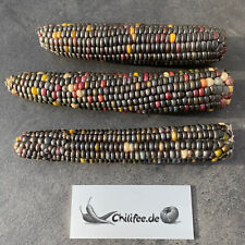 Painted Mountain bunter Mais Mehlmais Ziermais tolle Farben Herbstdekoration