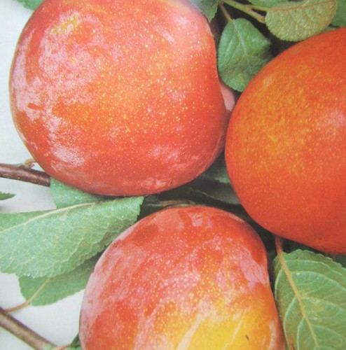 Pflaumenbaum autumn giant - pflaumenbaum, giant®'