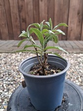 Pre-Bonsai, Buddleja
