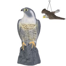 Taubenschreck falke - taubenschreck,