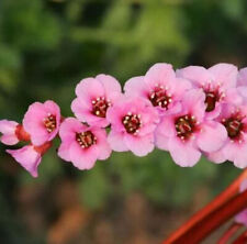 Bergenie Wintermärchen - Bergenia purpurascens