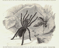 Javanische VOGELSPINNE original  Holzstich 1915