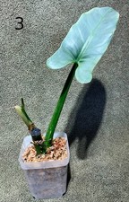 Philodendron hastatum "Silver