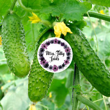 Snack Gurke Gurkensamen 10