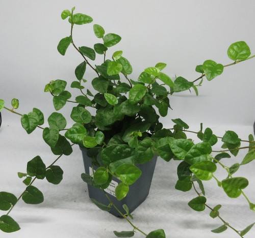 Ficus pumila kletterfeige - pumila,