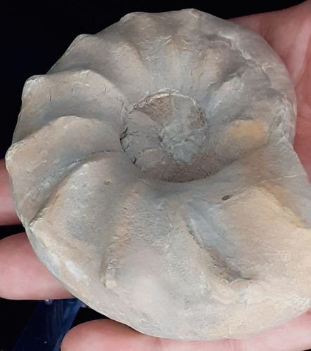 Ammonit ceratites - ammonit,
