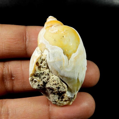 Natürliche schnecke fossil - natürliche,