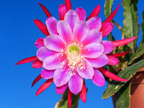 Epicactus epiphyllum - epicactus,