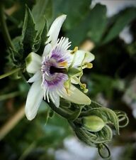 Passiflora morifolia Samen /