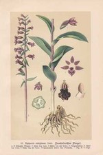 Epipactis rubiginosa - Stendelwurz LITHOGRAPHIE von 1894 Orchideen