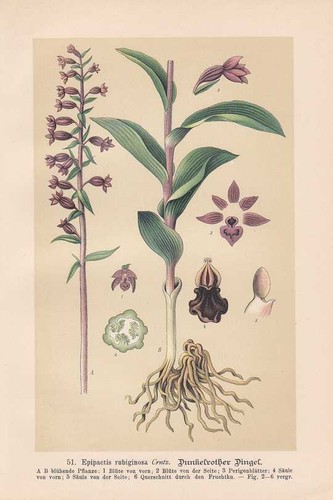 Epipactis rubiginosa - ,