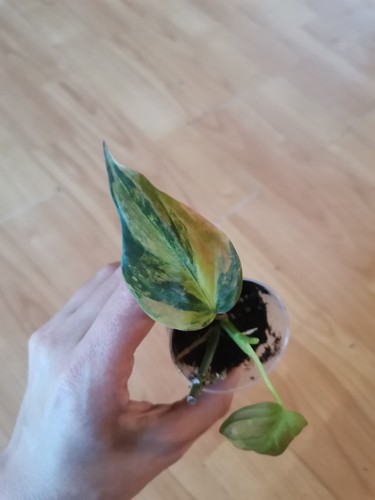 Philodendron micans variegata - micans,