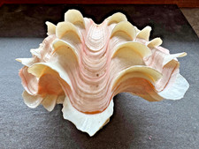 Große Dekomuschel 15 cm –