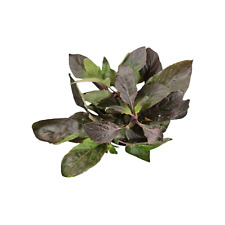 Hygrophila corymbosa - Topf Große Kirschblatt Aquarienpflanze Hintergrund