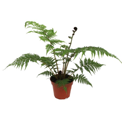 Cyathea cooperii