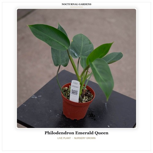 Philodendron emerald queen - philodendron,