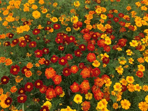 Einjährige blume tagetes - einjährige,