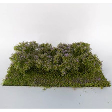 Sträucher lila blühend