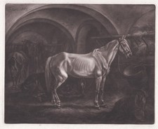 Horses Johann Adam Klein