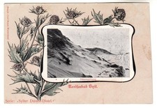 Sylt Dünenabhang "Sylter Dünen-Distel" Feldpost 31.08.1918 (Westerland Kampen)