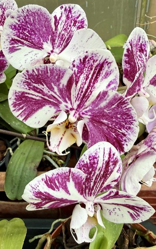 Phalaenopsis marmoradea splash - marmoradea,