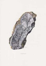 Coronadit Farbdruck von 1969