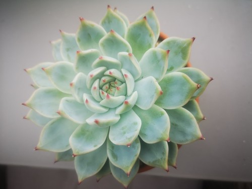 Sukkulenten echeveria parva - echeveria,