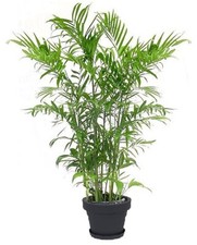 Goldfruchtpalme mediterrane Pflanze große exotische Zimmerpalme für die Wohnung