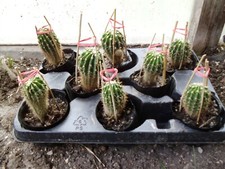 Kaktus,5 Stück, 6-8 cm, Bauernkaktus, Ableger,Jungpflanze,Echinopsis,Sukkulente,