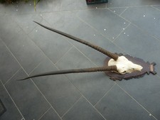 Oryx Geweih aus Namibia