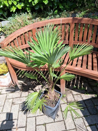 Trachycarpus wagnerianus - x,