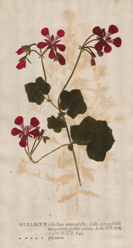 Geranium geranien cranesbills - geranien,