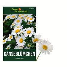Gänseblümchen Einfach weiß