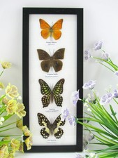 4 echte präparierte