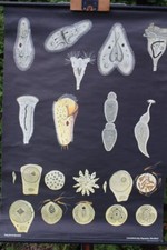 Rollkarte Schulwandkarte Wandkarte Urtiere II Schule Karte Schulkarte Lehrkarte