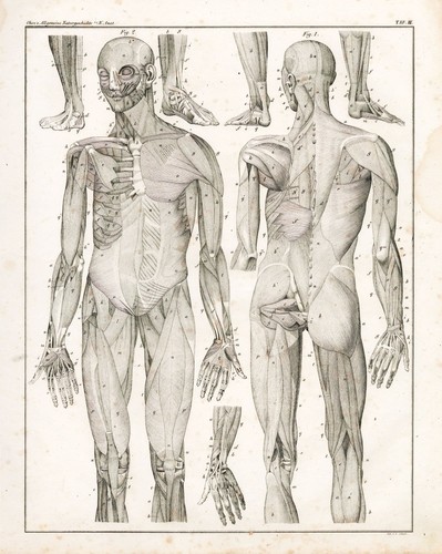 Human body muskel - human,