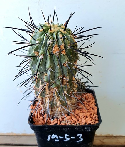 Alte copiapoa dealbata mit - alte,