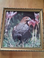 Bild Foto Rebhuhn in