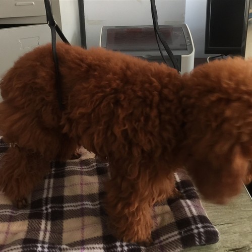 Hundefriseur zubehör - hundefriseur,